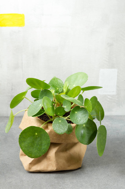 pilea peperomioides, Geldpflanze im Papiertopf. einzelne Pflanze, grauer Hintergrund.  - Foto, Bild