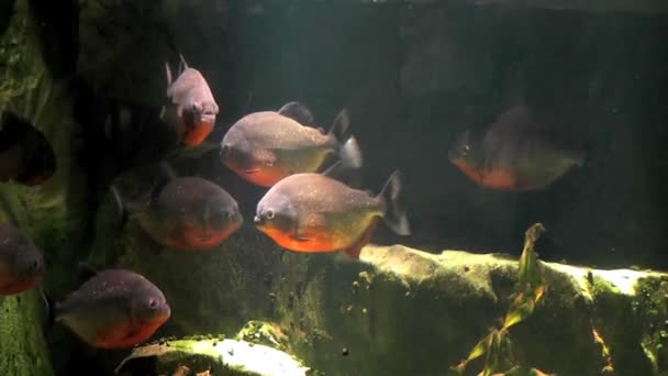 piranha de peixe em aquário
 - Filmagem, Vídeo
