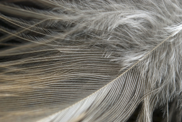 Feather - Φωτογραφία, εικόνα