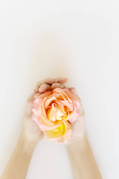 Top view child hands holding blooming tea rose with pink and yellow petals. Womans day, mothers day concept - Foto, imagen