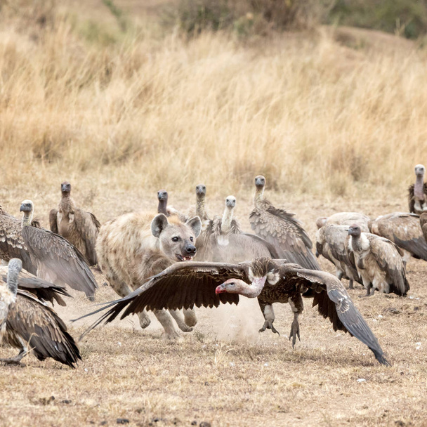 Hyena chasse un vautour loin d'un meurtre
 - Photo, image