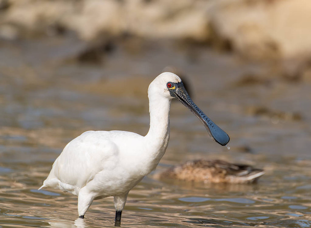Black-faced Spoonbill in waterland - Photo, Image