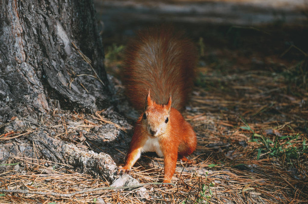 Wiewiórka w lesie pod drzewem - Zdjęcie, obraz