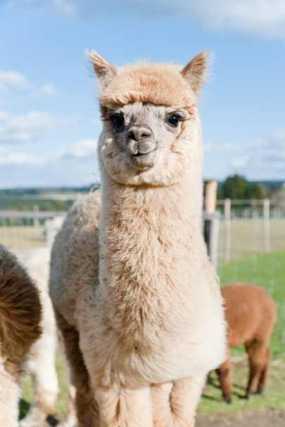 Fluffy young Alpaca - Photo, Image