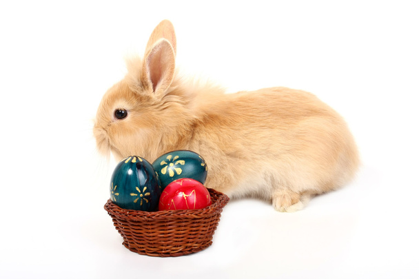 Кролик с пасхальными яйцами
 - Фото, изображение