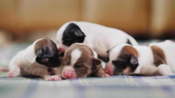 Un gruppo di cuccioli appena nati sono coccolati insieme. Alla ricerca di calore e protezione
 - Filmati, video
