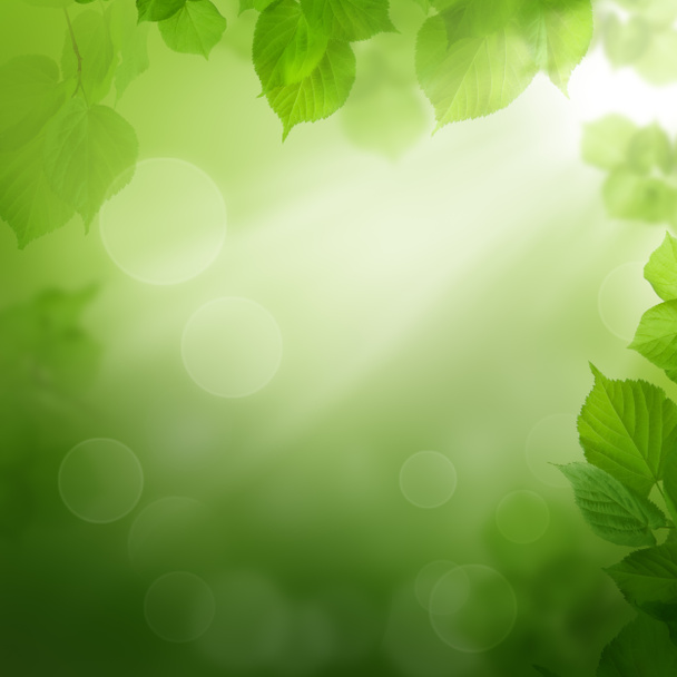 Summer morning - abstract background with leaves - Foto, afbeelding