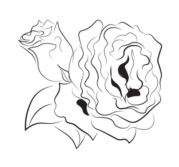 růže - Vektor, obrázek