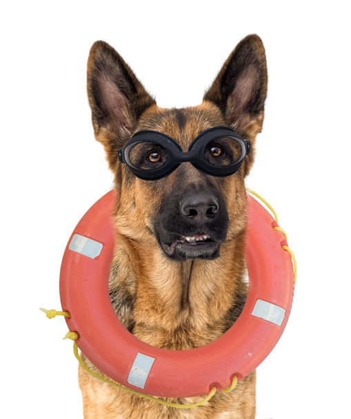 shepherd dog water rescuer - Zdjęcie, obraz