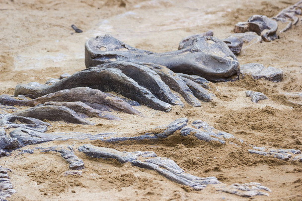 Excavación de simuladores fósiles de dinosaurios en arena para la educación y el aprendizaje
 - Foto, Imagen
