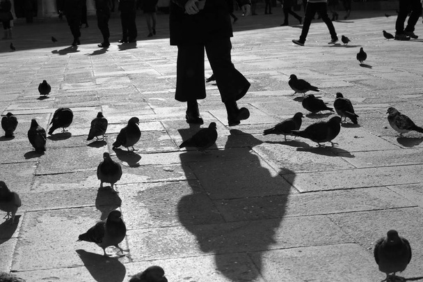 pigeons in the square with black and white effect - Photo, Image