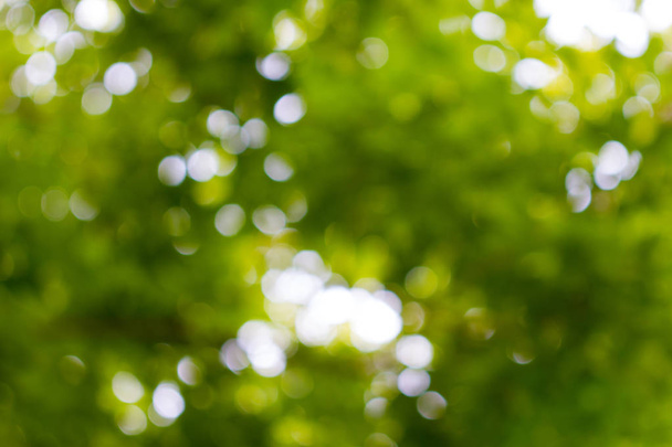 абстрактное размытие природы с боке света сквозь деревья в качестве фонового изображения - Фото, изображение