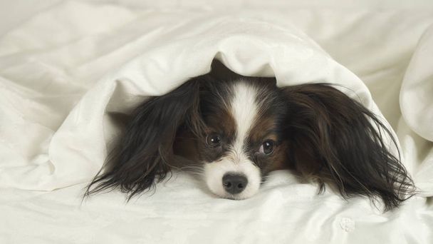 Dog Papillon crawls out from under the blankets and jumps off bed - Photo, Image
