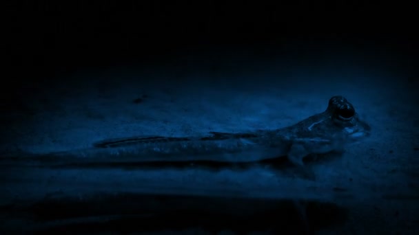 Kleine prehistorische schepsel In moeras bij nacht - Video