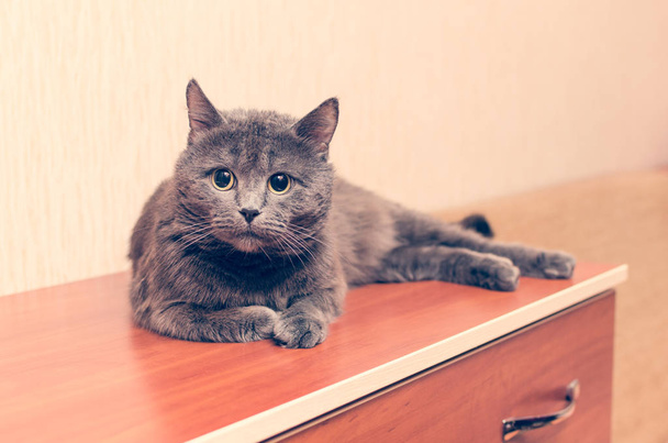 A gray cat is lying on the dresser - Photo, Image