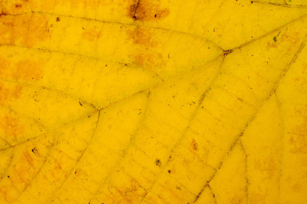 Linden yellow  leaf macr - Foto, Imagem