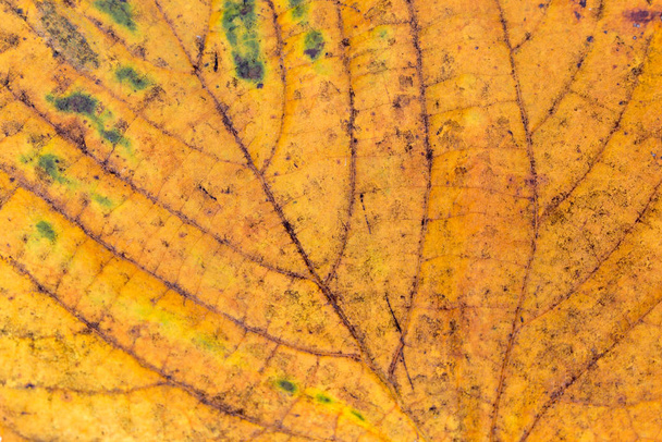 Linden yellow  leaf macr - Fotó, kép