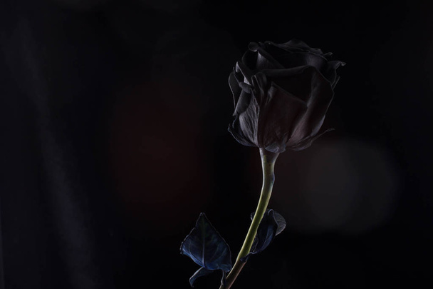 black rose on a black background - Photo, Image