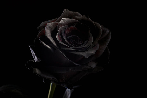 rosa negra sobre un fondo negro
 - Foto, imagen