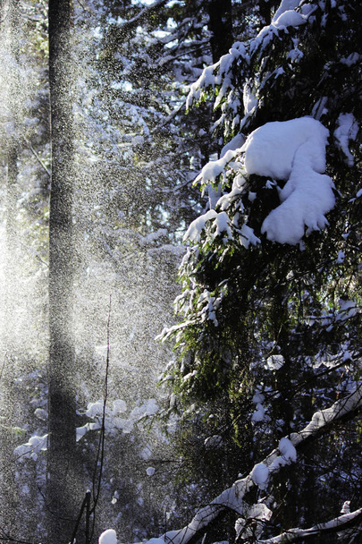 Nach dem Schneefall vom Vortag fällt weißer Schnee vom Baum mit einem Zweig im Wald vom Wind. sieht aus wie ein Märchengespenst - Foto, Bild