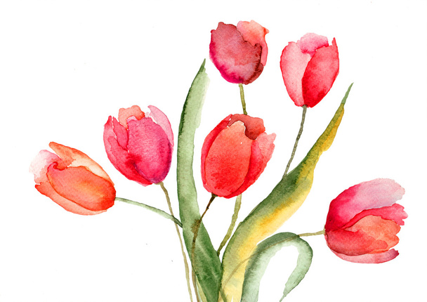 Beautiful Tulips flowers - Photo, image