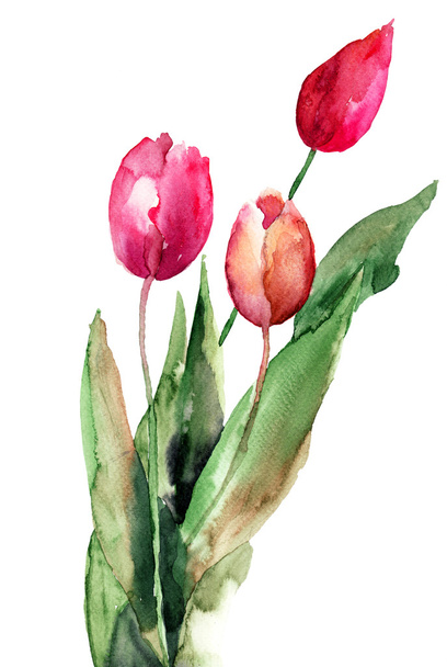 Three Tulips flowers - 写真・画像