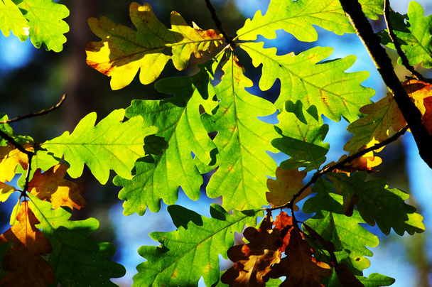 bladeren van eiken op natuurlijke achtergrond - Foto, afbeelding
