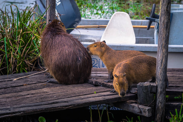 colonia carlos pellegrini - 28. juni 2017: capybaras auf der prov - Foto, Bild
