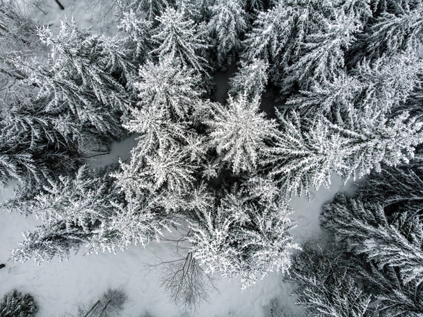 White snow in the evergreen forest - Fotografie, Obrázek
