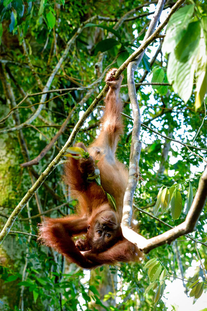 赤ちゃんオランウータン楽しんで逆さま (スマトラ, インドネシア) - 写真・画像