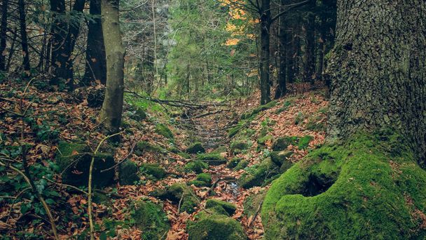 Podzimní les horská příroda krajina - Fotografie, Obrázek
