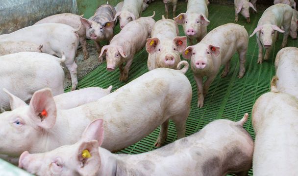 Розовые свиньи, поросята на ферме, поросята едут
 - Фото, изображение