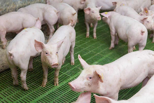 Розовые свиньи, поросята на ферме, поросята едут
 - Фото, изображение