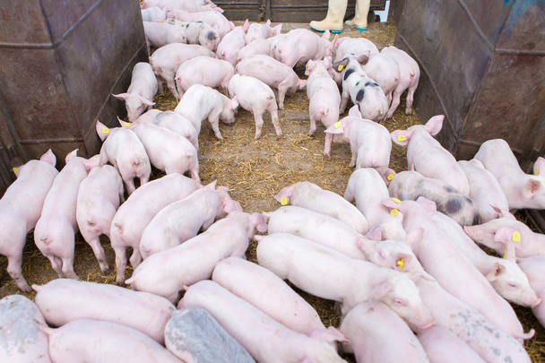 Porcs roses, Porcs à la ferme, Les porcelets vont manger
 - Photo, image