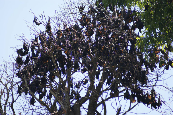 hordes of bats on the tree - Photo, Image