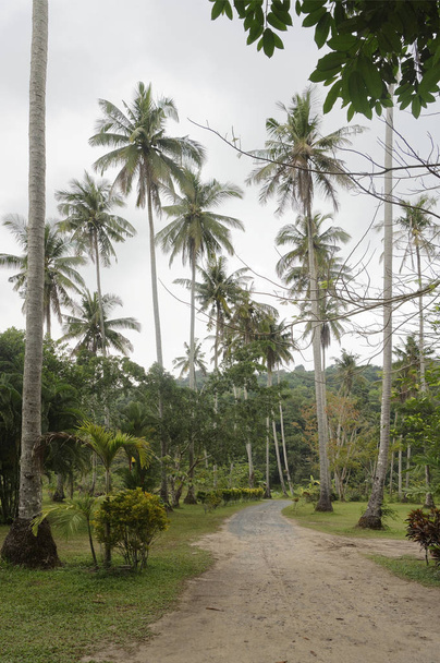 Coconut palms on the coconut island - Valokuva, kuva