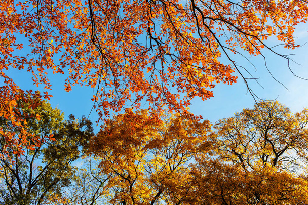 листва деревьев на фоне неба
 - Фото, изображение
