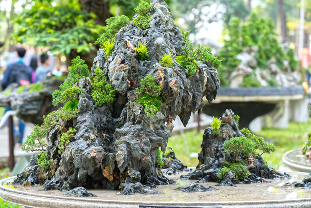 grüne Bonsai-Baum in einem Topf oder Tablett Pflanze in der Form des Stammes ist geformt Handwerker schaffen schöne Kunst in der Natur - Foto, Bild