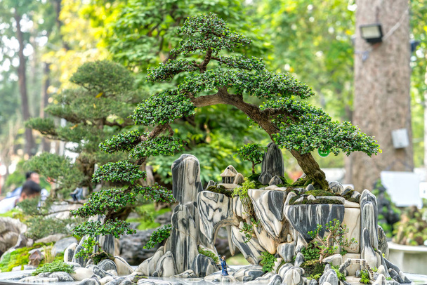 Árbol de bonsái verde en una maceta o planta de bandeja en la forma del tallo es artesanos en forma de crear arte hermoso en la naturaleza
 - Foto, Imagen