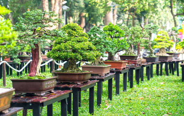 A pot vagy tálca növény alakját a szár zöld bonsai fa alakú kézművesek létrehozni szép művészet a természetben - Fotó, kép