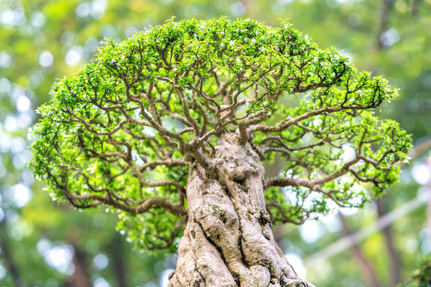 Πράσινο μπονσάι δέντρο σε ένα δοχείο ή δίσκο φυτό σε σχήμα του στελέχους είναι σχήμα τεχνίτες δημιουργήσει όμορφη τέχνη στη φύση - Φωτογραφία, εικόνα