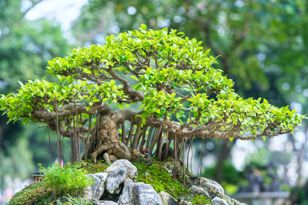 Green bonsai tree in a pot or tray plant in the shape of the stem is shaped artisans create beautiful art in nature - Photo, Image