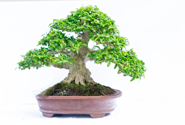 Verde viejo árbol bonsái aislado sobre fondo blanco en una planta en maceta en la forma del tallo se forma artesanos crear arte hermoso en la naturaleza
. - Foto, Imagen