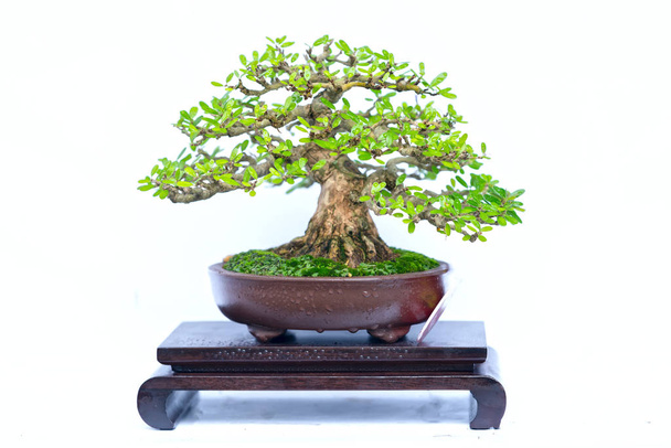 Zielony stare drzewo bonsai na białym tle na białym tle w zakładzie pot w kształcie pnia ma kształt rzemieślników tworzą piękne sztuki w przyrodzie. - Zdjęcie, obraz