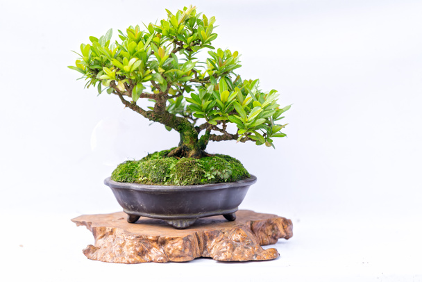 Green old bonsai tree isolated on white background in a pot plant in the shape of the stem is shaped artisans create beautiful art in nature. - Photo, Image