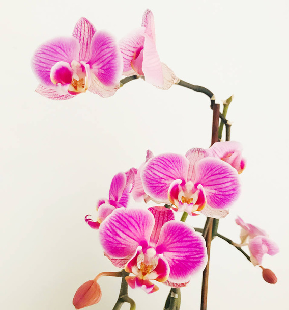 Цветущая розовая орхидея - цветное изображение
 - Фото, изображение