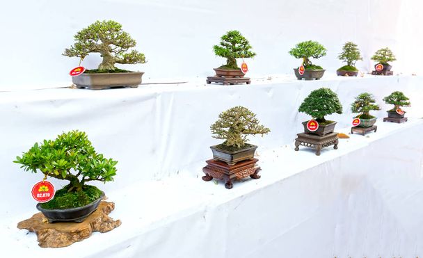 Verde viejo árbol bonsái aislado sobre fondo blanco en una planta en maceta en la forma del tallo se forma artesanos crear arte hermoso en la naturaleza
. - Foto, Imagen