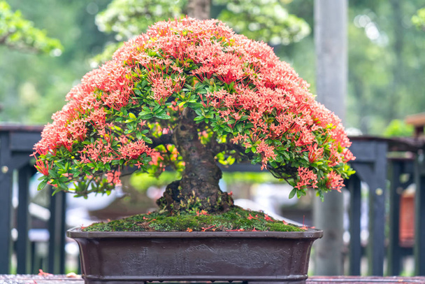 Ve tvaru zelené bonsaje strom v květináči nebo zásobník závod ve tvaru stonku řemeslníci vytvořit krásné umění v přírodě - Fotografie, Obrázek