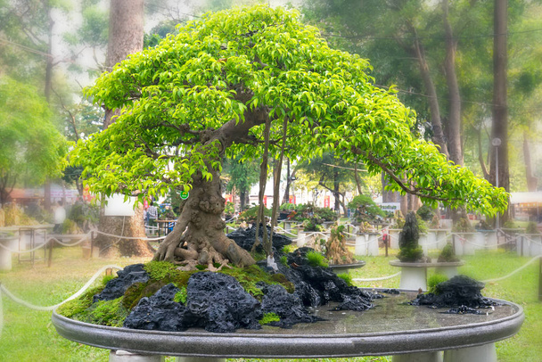 Groene bonsai boom in een pot of lade plant in de vorm van de stam is gevormd ambachtslieden maken prachtige kunst in de natuur - Foto, afbeelding