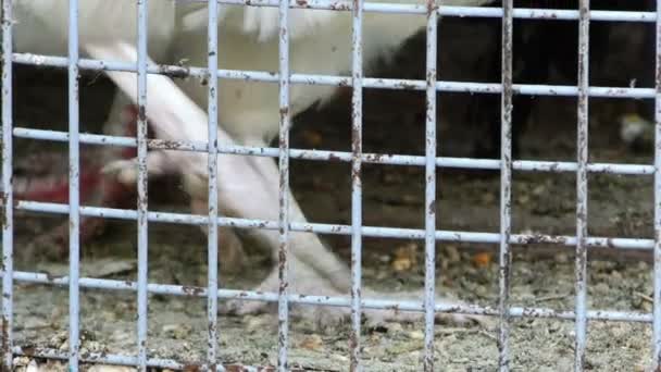 Κοτόπουλο πουλί στο κλουβί - Πλάνα, βίντεο